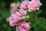 2009-08-14_14-36-10_DSC_6399.jpg