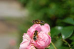 2009-08-14_14-36-35_DSC_6406.jpg