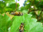 2009-08-14_14-37-32_IMGP9174.jpg