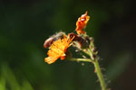 2009-08-15_18-02-56_DSC_6428.jpg