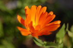 2009-08-15_18-04-17_DSC_6433.jpg