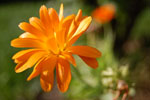 2009-08-15_18-07-33_DSC_6450.jpg