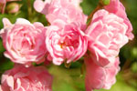 2009-08-15_18-09-43_DSC_6453.jpg
