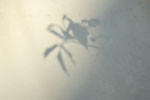 2009-08-15_18-11-04_DSC_6456.jpg