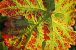 2009-08-15_19-34-40_DSC_6468.jpg