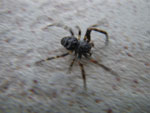 2009-08-17_15-47-02_IMGP9190.jpg