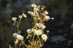2009-08-18_18-34-41_DSC_6782.jpg