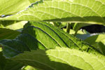 2009-08-24_18-25-58_DSC_7052.jpg