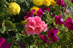2009-09-04_15-38-17_DSC_7199.jpg