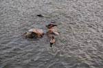 2009-09-04_17-55-49_DSC_7305.jpg