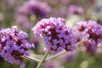 2009-09-06_16-42-39_DSC_7583.jpg