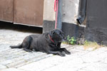 2009-09-06_18-24-43_DSC_7671.jpg