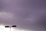 2009-09-06_19-38-57_DSC_7698.jpg