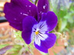 2009-09-07_12-56-24_IMGP9640.jpg
