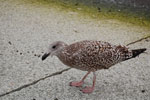 2009-09-08_12-13-58_DSC_7796.jpg