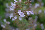 2009-09-08_15-02-36_DSC_7882.jpg