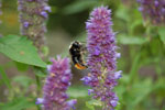 2009-09-08_15-02-57_DSC_7884.jpg