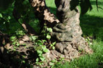 2009-09-09_14-49-00_DSC_8090.jpg