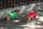 2009-09-12_14-21-02_DSC_8453.jpg