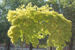 2009-09-12_15-08-03_DSC_8472.jpg