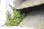 2009-09-14_13-51-25_DSC_8764.jpg