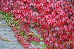 2009-09-15_15-12-20_DSC_8955.jpg