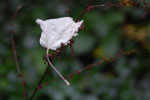 2009-09-15_15-26-01_DSC_8975.jpg