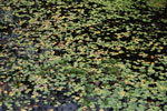 2009-09-15_15-27-56_DSC_8979.jpg