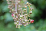 2009-09-15_15-28-18_DSC_8980.jpg