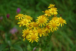 2009-09-15_15-31-51_DSC_8985.jpg