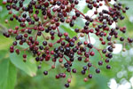 2009-09-15_15-37-30_DSC_8996.jpg