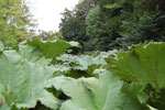 2009-09-15_16-11-32_DSC_9032.jpg