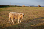 2009-09-16_19-13-45_DSC_9377.jpg