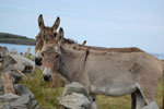 2009-09-17_14-26-00_DSC_9540.jpg