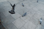 2009-09-19_16-31-01_DSC_9909.jpg