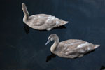 2009-09-19_19-32-50_DSC_9993.jpg