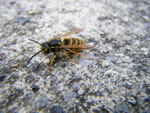 2009-09-20_12-02-27_IMGP0151.jpg
