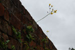 2009-09-20_13-21-46_DSC_0115.jpg