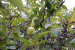2009-09-20_13-31-44_DSC_0125.jpg