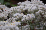 2009-09-20_13-34-15_DSC_0130.jpg