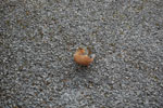 2009-09-20_14-44-35_DSC_0212.jpg