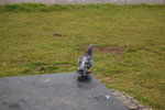 2009-09-21_13-19-13_DSC_0285.jpg