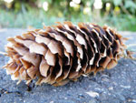 2009-09-27_17-12-53_IMGP0406.jpg