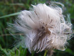 2009-09-27_17-30-23_IMGP0437.jpg
