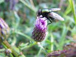 2009-09-27_17-30-35_IMGP0439.jpg