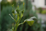 2009-10-01_15-58-40_DSC_0310.jpg