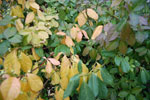2009-10-01_15-59-44_DSC_0315.jpg