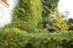 2009-10-03_17-14-37_DSC_0525.jpg