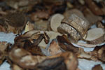 2009-10-04_21-03-19_DSC_0681.jpg