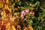 2009-10-09_15-48-56_DSC_0706.jpg